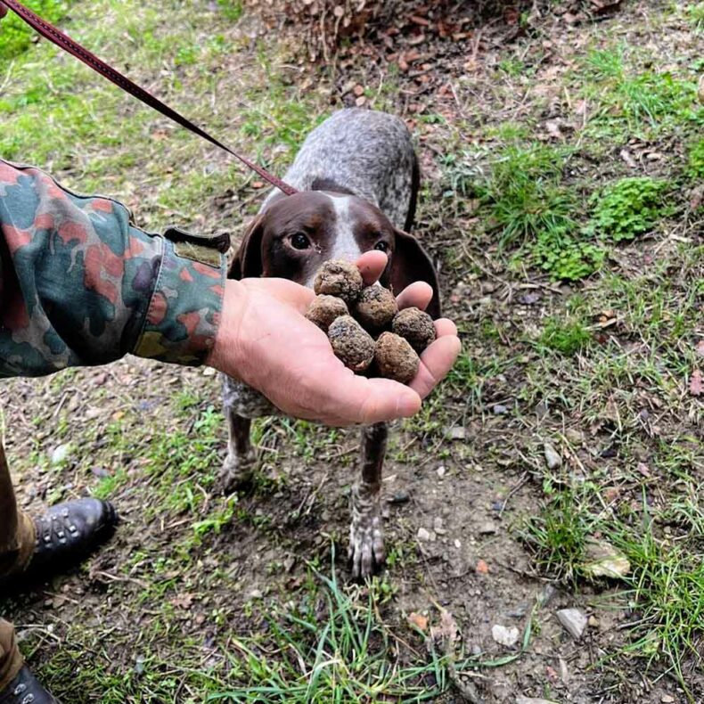 Tuscany offers Truffle hunting with dogs and cooking classes afterwards