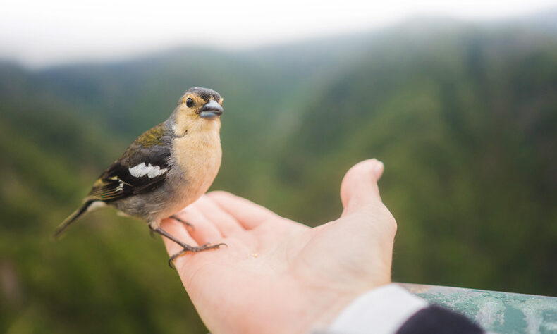 Bird watchers will be delighted to visit Madeira island