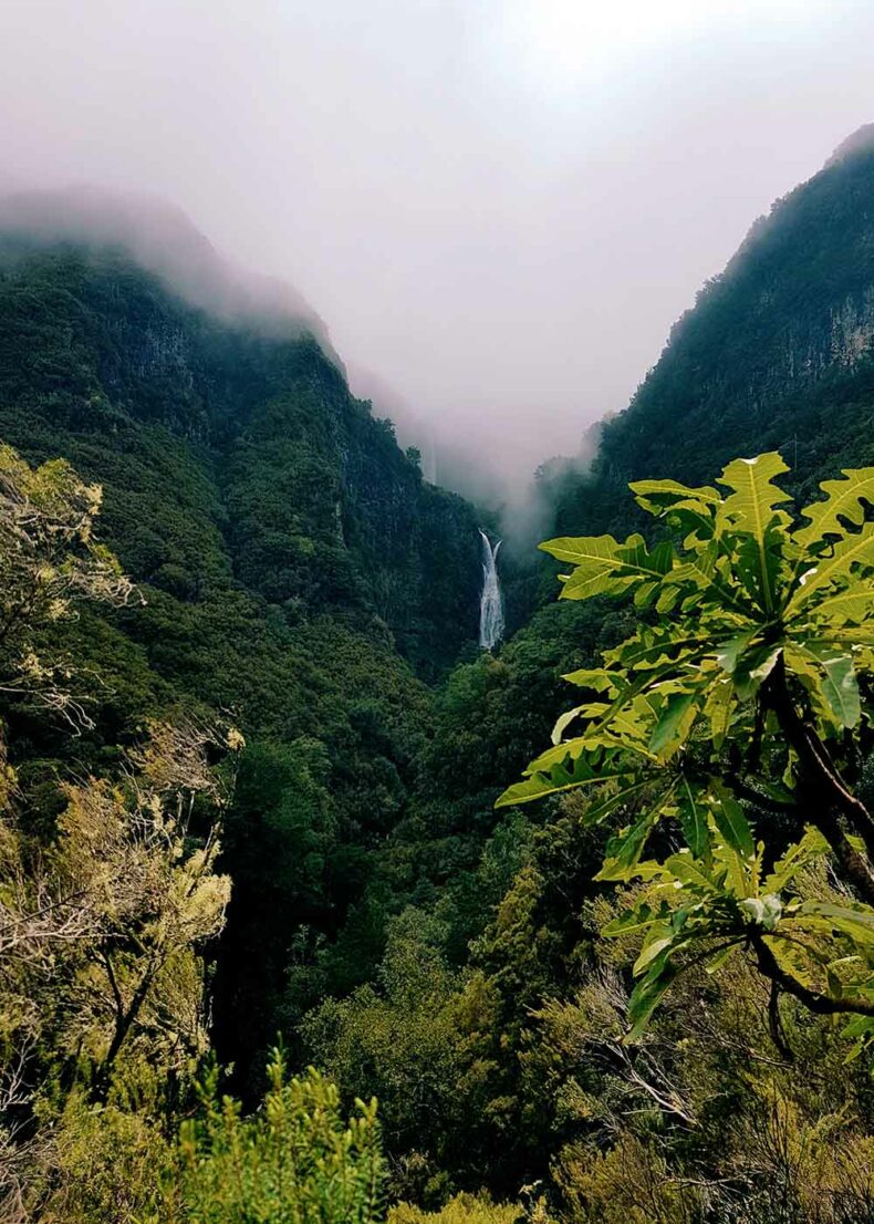 Hawaiian-style waterfall cascading through dense forest in Madeira