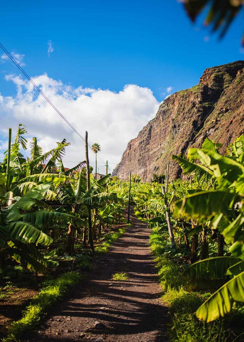 Madalena do Mar in Madeira is known for its banana plantations