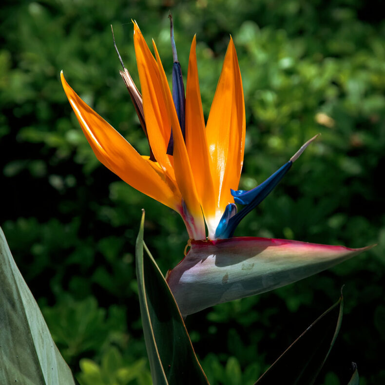 Paradise flower at the Madeira island