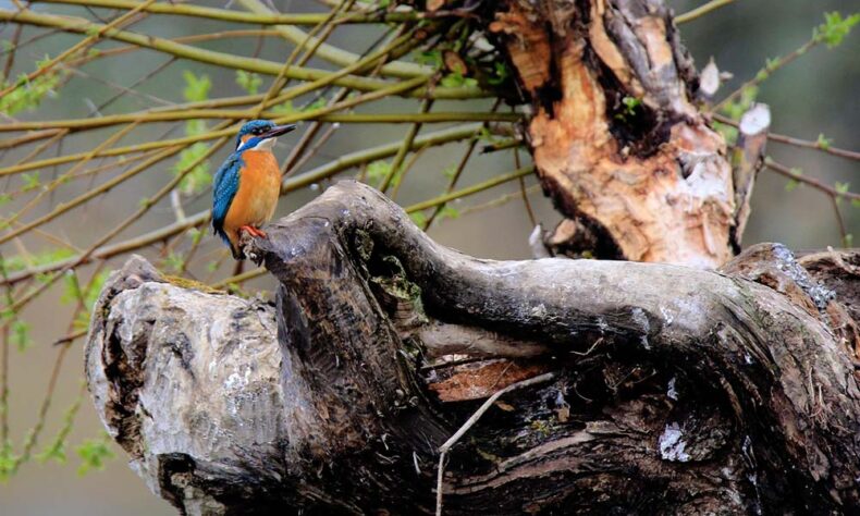 Lithuania's parks are one of Europe's most important sites for migratory waterbirds