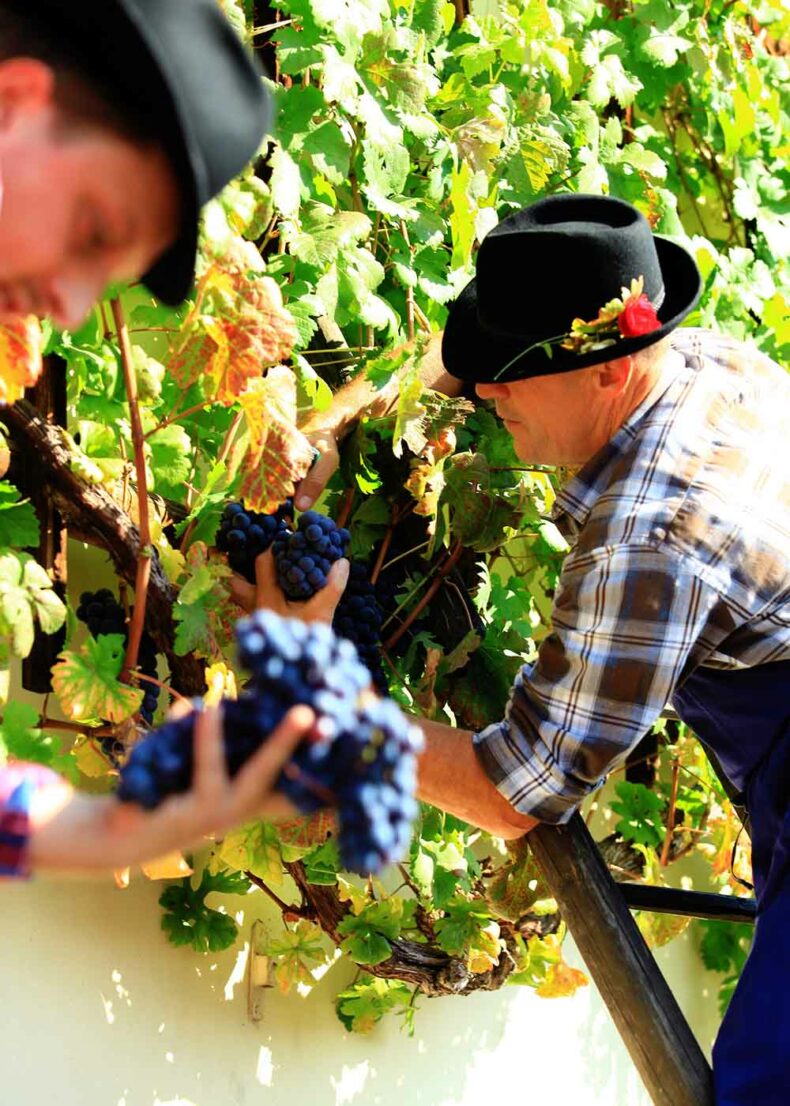 Grape harvesting at the Old vine festival in Maribor