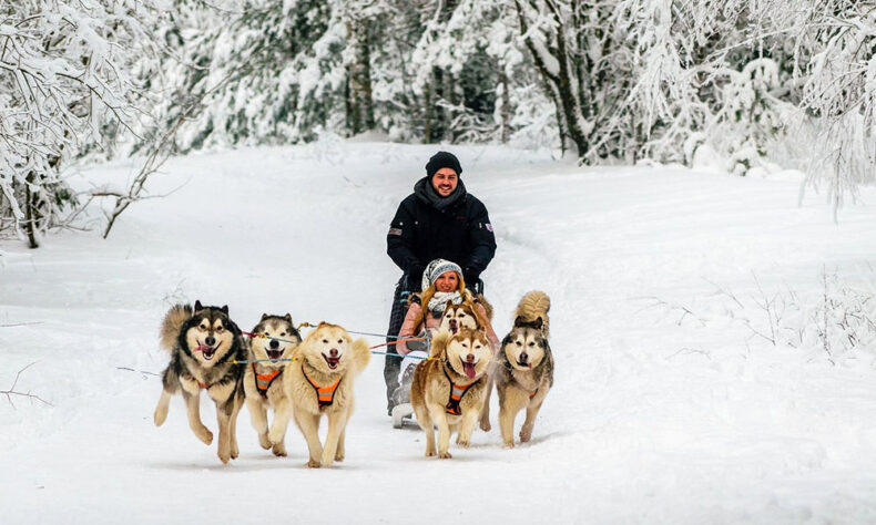 Experience a husky dog sledding tour through Latvia's picturesque winter landscapes