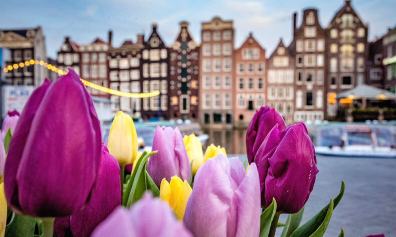 Blooming tulips with iconic Dutch houses in the background