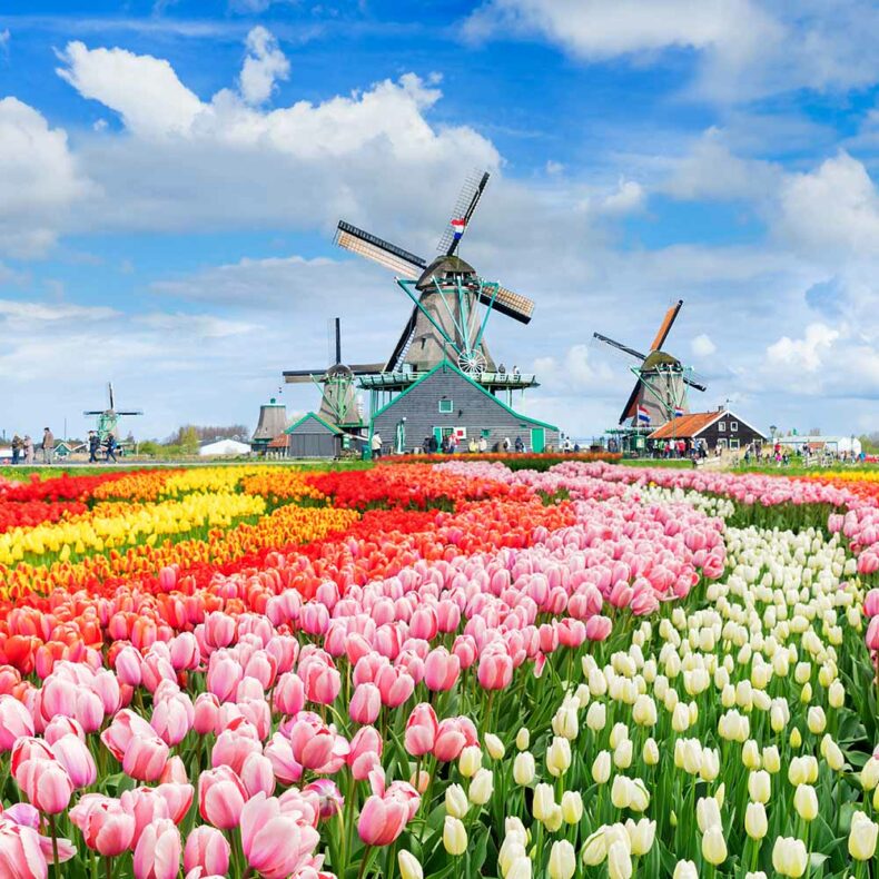 The traditional Dutch windmills and blooming tulips