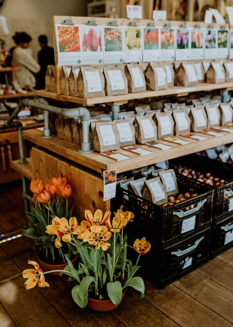 Visiting Amsterdam in spring is the perfect time to explore the city's iconic flower markets