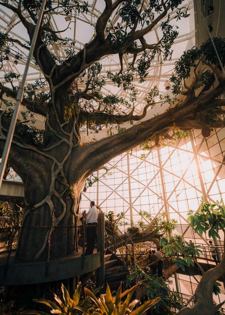 A tropical rainforest in the heart of Dubai - The Green Planet