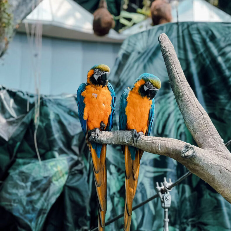 Visitors to the Green Planet in Dubai can try to be a zookeeper for a day