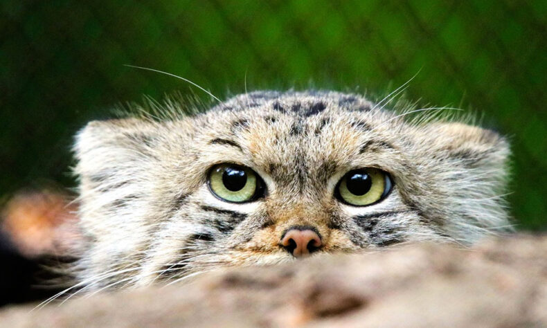 Lithuanian Zoo in Kaunas promotes wildlife education and conservation