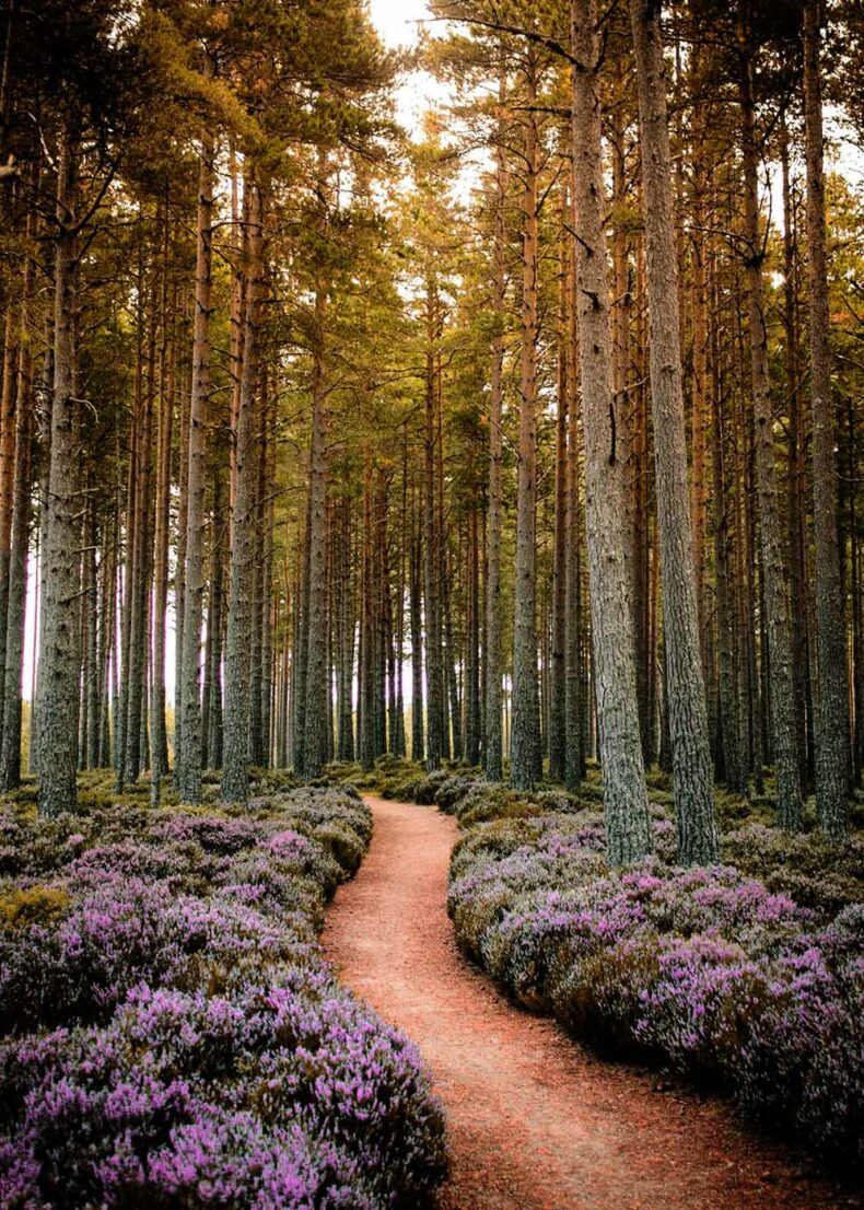 A beautiful field of purple heather and a walking path in Cairngorms National Park, Scotland