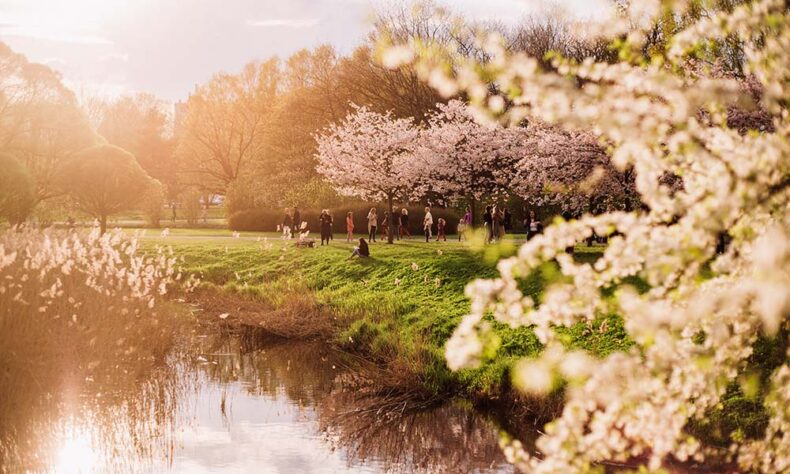Sakura blooming time in Victory park in Riga