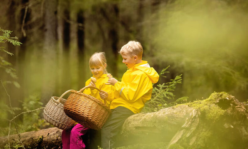 Children are picking mushrooms in forest of Sanginjoki Nature Reserve
