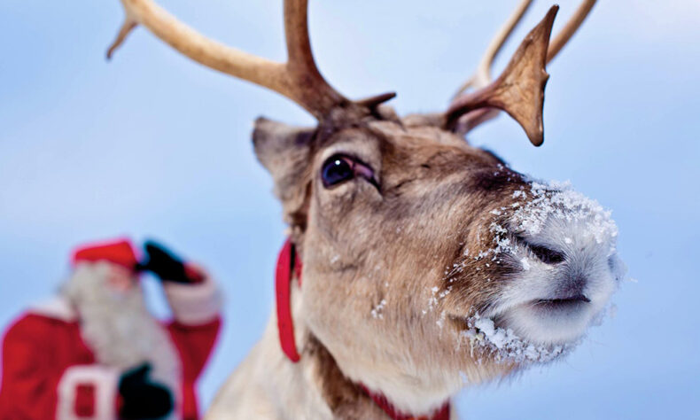 Reindeer farms offer authentic experience by feeding Santa's reindeer