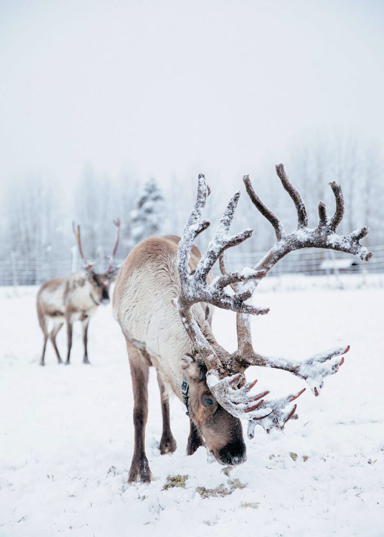 Visit one of Oulu region reindeer farms to meet, feed and learn about them
